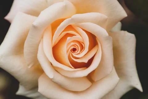 Matte one rose in blosoom Stock Photos
