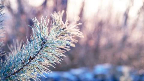 Matte pine branch in the sun. close-up. Stock Photos