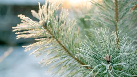 Matte pine branch in the sun. close-up. Stock Photos