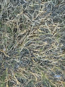 Matted Dry Grass Texture on the Ground Stock-Fotos