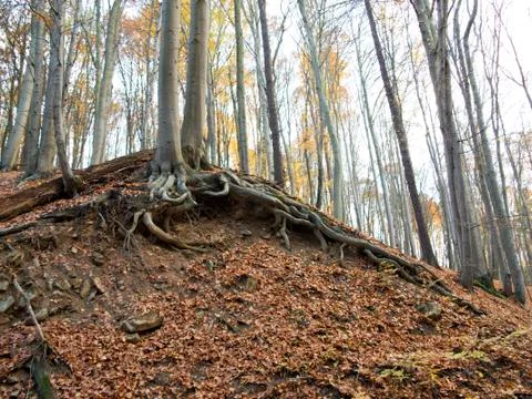Matted roots Stock Photos