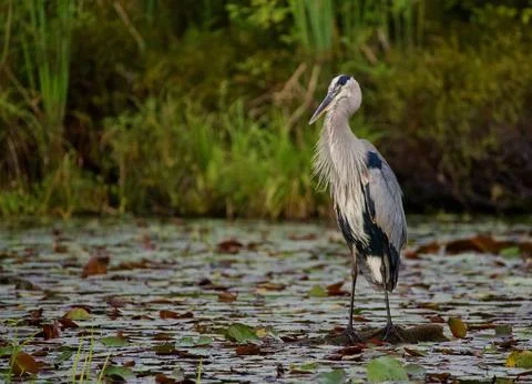Matthiew 스톡 사진