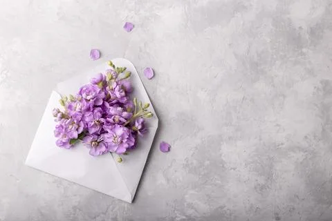 Mattiola flowers in an envelope Stock Photos
