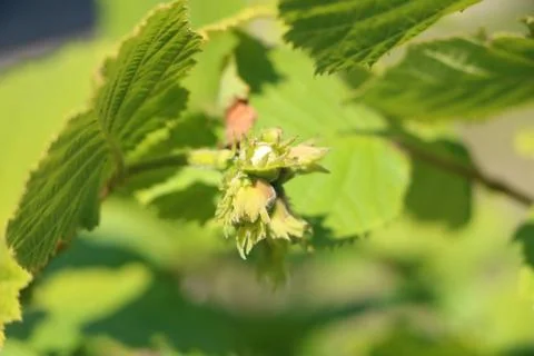 Maturation of hazelnuts on branch, focused on foreground Stock Photos