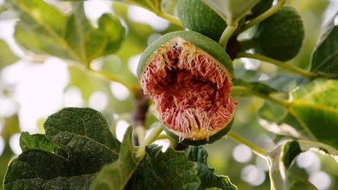 Mature and open fig on the tree- close up portrait Stock Footage 80419251