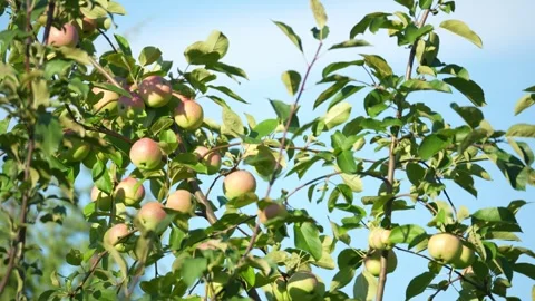 Mature apple tree branches display ripening fruit Stock Footage 341702362