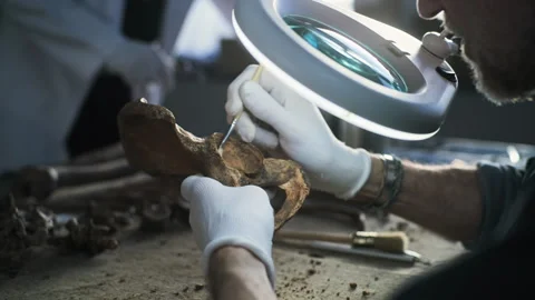 Mature archaeologist studies bones of ancient human and cleans with brush Stock Footage 282168725