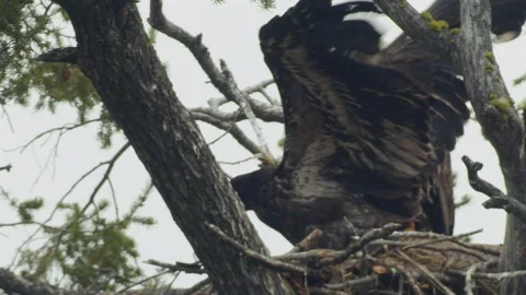 Mature bald eagle and young eagle on nest, 4k Stock-Footage 280724109