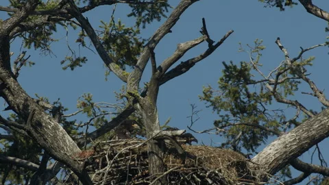 Mature bald eagle brings terrestrial garter snake to eaglets, slo-mo, nature 4k 動画素材 279029406