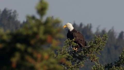 Mature bald eagle calling from top of conifer in summer, slomo, 4k Stock Footage 280800576