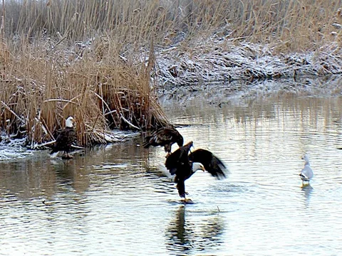 Mature Bald Eagle Circles &amp; Lands in Stream by others Stock Footage 124355358