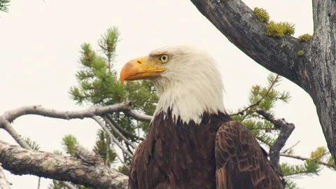Mature Bald eagle in closeup, on nest, 4k Stock Footage 280724510