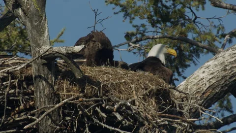 Mature bald eagle feeding eaglets at 10 weeks, nature,  4k 動画素材 279029414