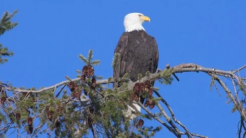 Mature Bald Eagle in fir tree Blue Sky background 库存影片 72273856