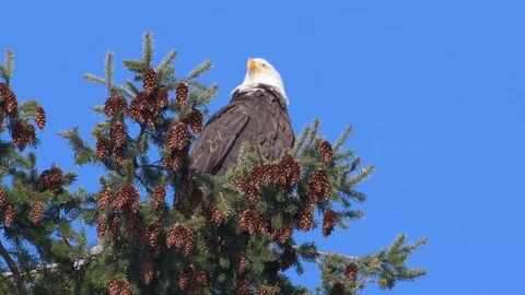 Mature Bald eagle in fir tree surrounded by fir cones with a blue sky 库存影片 72273883