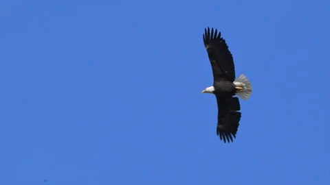 Mature bald eagle in flight overhead with blue sky, slomo Stock Footage 270102842