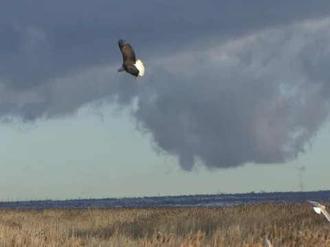 A Mature Bald Eagle Flying with a beautiful blue cloud background, 60% sloMo Stock Footage 124563096