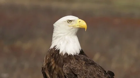 Mature Bald Eagle Stock Footage 79330103