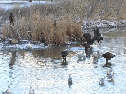 Mature Bald Eagle Glides Lands and Attacks an Eagle With Food, w audio Stock Footage 124508623