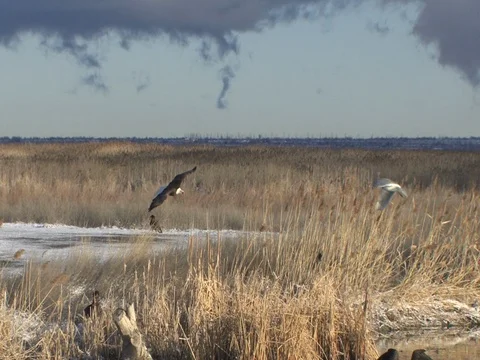 Mature Bald Eagle Glides Over Feeding Eagles and Lands on the Shore, w audio Stock Footage 124562551