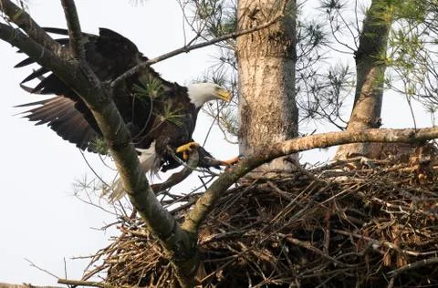 Mature Bald Eagle Lands in Nest with River Eel to Feed Juvenile Eagle Stock Photos