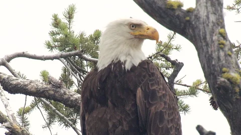Mature bald eagle looking right, closeup, 4k Stock Footage 280724282