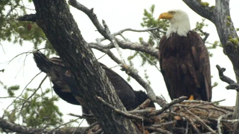 Mature bald eagle on nest, young eagle e... | Stock Video | Pond5