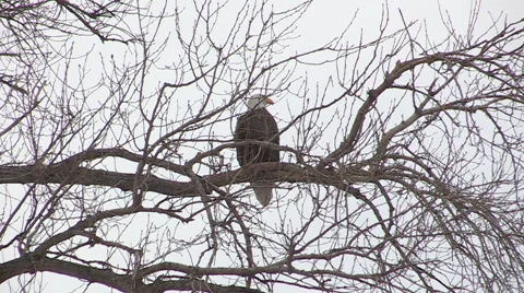Mature Bald Eagle Perched on a Tree Stock Footage 48140282