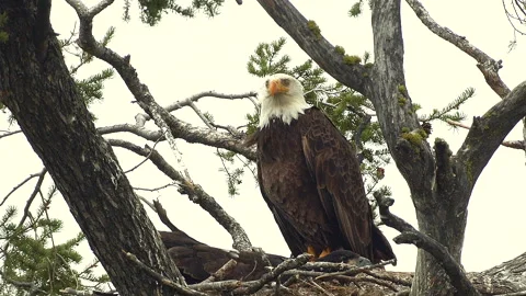 Mature Bald Eagle sitting on nest, full length, 4k Video stock 280724085