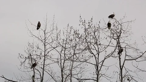 Mature Bald Eagle sitting in tree Stock Footage 79330028