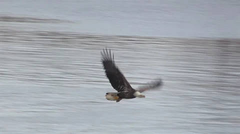 Mature Bald Eagle Snatching a Fish in Flight Stock Footage 46263094