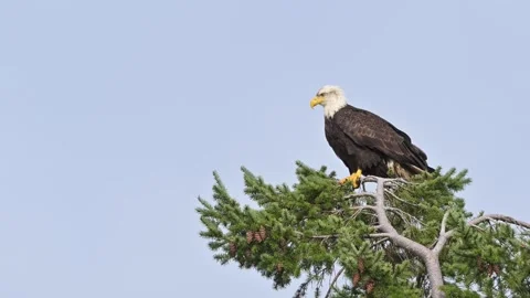 Mature bald eagle standing on top of fir tree alert to surroundings Stock Footage 332568638
