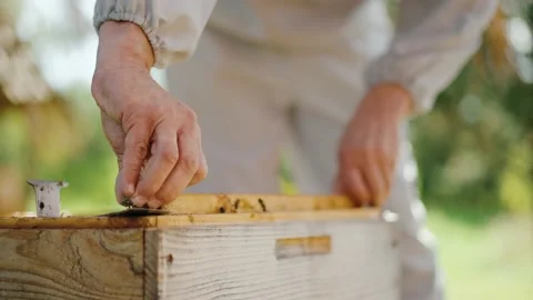 Mature bee farmer pulls the frame with bees from a hive. Stock Footage 223958331