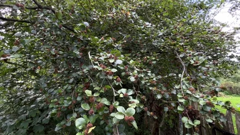 Mature Beech Tree with Abundant Beech Nuts in a European Woodland. Stock Footage 345675880