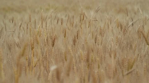 A mature bread wheat field blowing in a light wind. Clip with a narrow field of Stock Footage 313572714