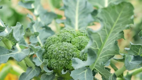 Mature broccoli head developing surrounded by broad green leaves, represent.. Stockbeeldmateriaal 306679409