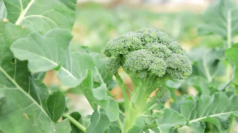 Mature broccoli heads developing on sturdy green stalks, surrounded by lush.. Video stock 306679440