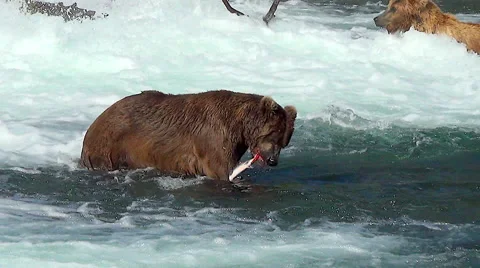 Mature Brown Bear in River Eating a Salmon Stock Footage 51138381