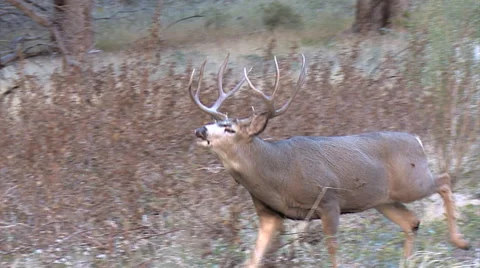 Mature Buck Sniffs Urine &amp; Does Flehmen While Walking Stock Footage 49579966