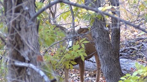 Mature Buck Steps Forward in Thick Cover With Fall Foliage Stock Footage 49658617