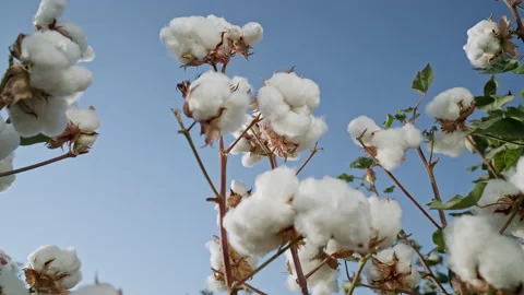 A mature bush of high-quality cotton against a blue sky background. The cotton Stock Footage 163960153