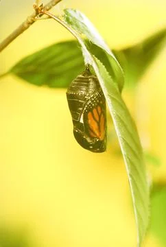 Mature Chrysalis Stock Photos