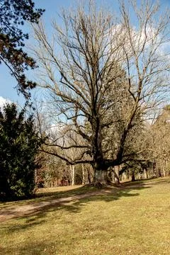Mature Common Ash Tree Without Leaves in Winter Stock Photos