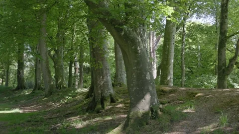 Mature Common Beech trees, (Fagus sylvatica) in early summer,  England, UK Video stock 310558348