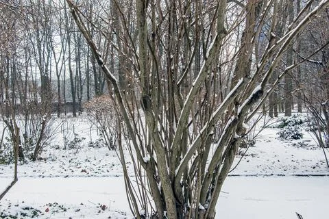 Mature Common Lilac Shrub in a Snowy Winter Garden Stock Photos