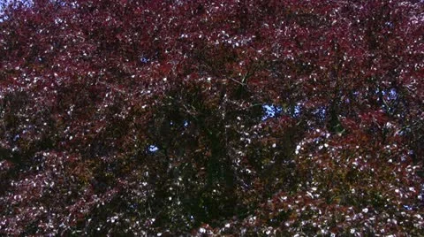 Mature copper beech tree background Stock Footage 20494756