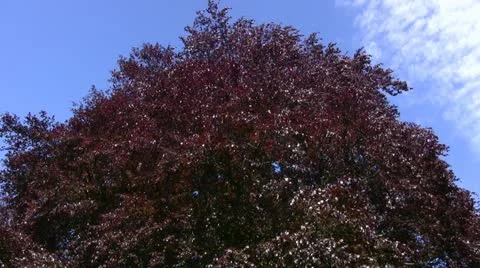Mature copper beech tree crown Stock Footage 20495081