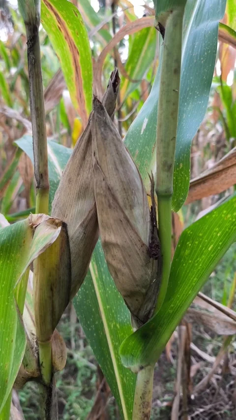 Mature corn cobs with dried Video stock 336545290
