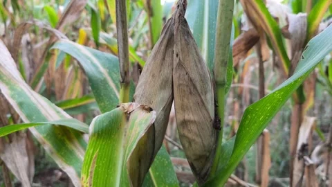 Mature corn cobs with dried Stock Footage 336545296