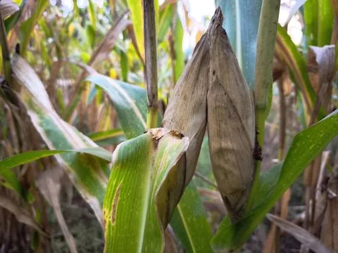 Mature corn cobs with dried Stock Photos